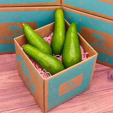 Russell Long Neck Avocado Box Avocados Tropical Fruit Box Small (5 Pounds)